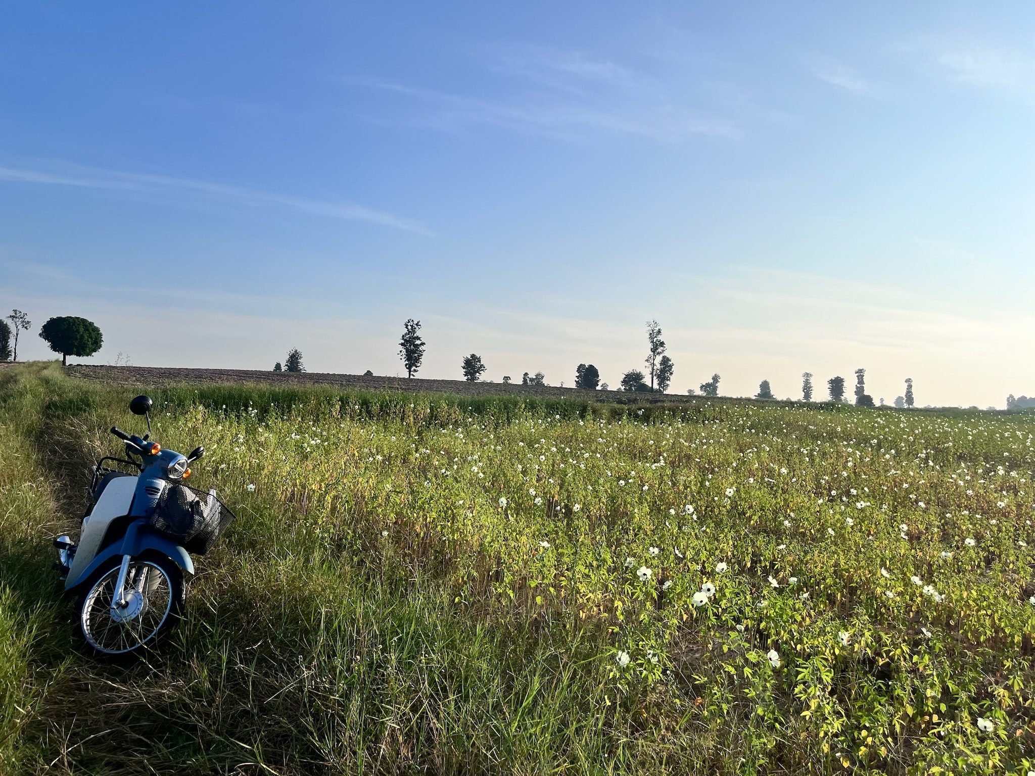 Kenaf field landscape with motorcycle